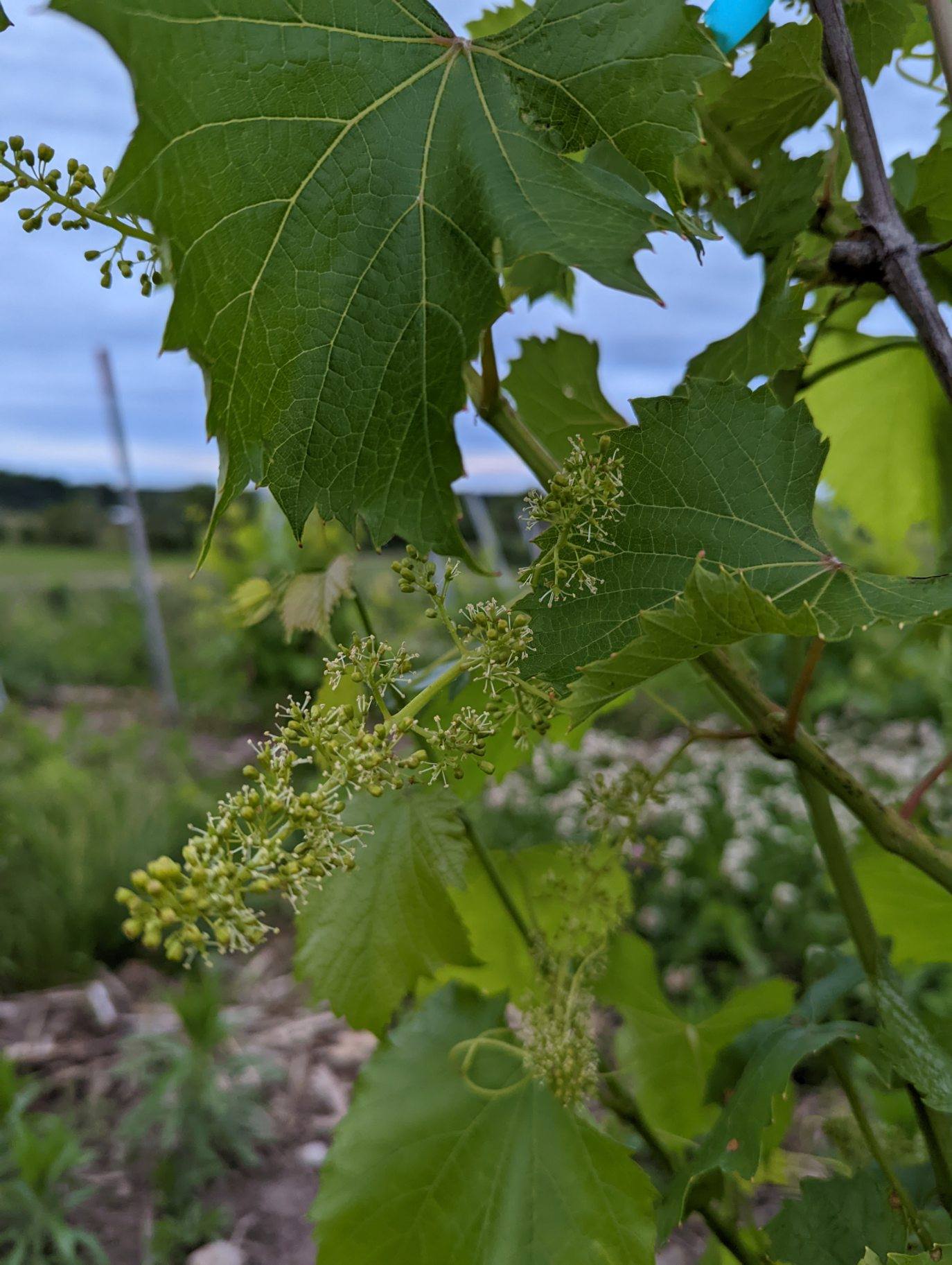 Grapes starting to bloom.